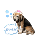 にるすた。4（個別スタンプ：21）