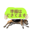 にるすた。4（個別スタンプ：22）