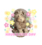 Australian Labradoodle Lutzの日常2（個別スタンプ：1）