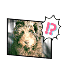 Australian Labradoodle Lutzの日常2（個別スタンプ：2）