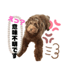 Australian Labradoodle Lutzの日常2（個別スタンプ：3）