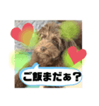 Australian Labradoodle Lutzの日常2（個別スタンプ：4）