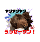 Australian Labradoodle Lutzの日常2（個別スタンプ：5）