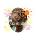 Australian Labradoodle Lutzの日常2（個別スタンプ：6）