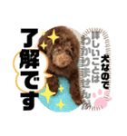 Australian Labradoodle Lutzの日常2（個別スタンプ：7）