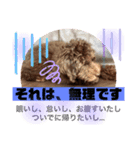 Australian Labradoodle Lutzの日常2（個別スタンプ：8）