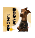 ミニチュアピンシャー①（個別スタンプ：5）