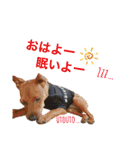 ミニチュアピンシャー①（個別スタンプ：8）
