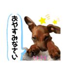 ミニチュアピンシャー①（個別スタンプ：10）