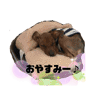 ミニチュアピンシャー①（個別スタンプ：11）