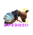 ミニチュアピンシャー①（個別スタンプ：12）