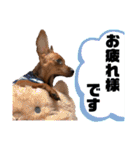 ミニチュアピンシャー①（個別スタンプ：14）