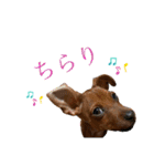 ミニチュアピンシャー①（個別スタンプ：27）
