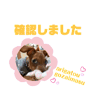 ミニチュアピンシャー①（個別スタンプ：30）