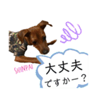 ミニチュアピンシャー①（個別スタンプ：36）