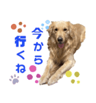 ゴールデンレトリバー…ダディ（個別スタンプ：5）
