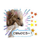 ゴールデンレトリバー…ダディ（個別スタンプ：8）