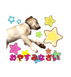 ゴールデンレトリバー…ダディ（個別スタンプ：9）