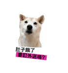 Yo！ しば犬ミちゃん（個別スタンプ：1）