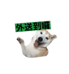 Yo！ しば犬ミちゃん（個別スタンプ：2）