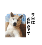 Yo！ しば犬ミちゃん（個別スタンプ：3）
