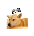 Yo！ しば犬ミちゃん（個別スタンプ：4）