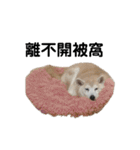 Yo！ しば犬ミちゃん（個別スタンプ：7）