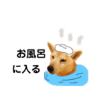 Yo！ しば犬ミちゃん（個別スタンプ：8）
