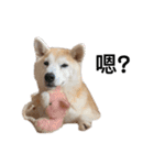 Yo！ しば犬ミちゃん（個別スタンプ：9）