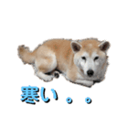 Yo！ しば犬ミちゃん（個別スタンプ：12）