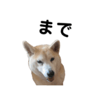 Yo！ しば犬ミちゃん（個別スタンプ：15）