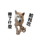 Yo！ しば犬ミちゃん（個別スタンプ：16）