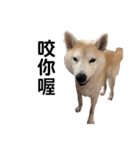 Yo！ しば犬ミちゃん（個別スタンプ：17）