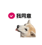 Yo！ しば犬ミちゃん（個別スタンプ：18）
