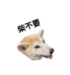 Yo！ しば犬ミちゃん（個別スタンプ：21）