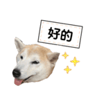 Yo！ しば犬ミちゃん（個別スタンプ：22）