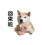 Yo！ しば犬ミちゃん（個別スタンプ：23）