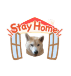 Yo！ しば犬ミちゃん（個別スタンプ：25）