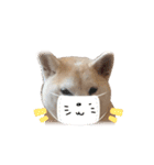 Yo！ しば犬ミちゃん（個別スタンプ：26）