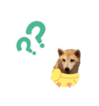 Yo！ しば犬ミちゃん（個別スタンプ：27）