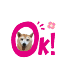 Yo！ しば犬ミちゃん（個別スタンプ：28）