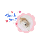 Yo！ しば犬ミちゃん（個別スタンプ：30）