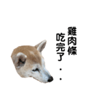 Yo！ しば犬ミちゃん（個別スタンプ：31）