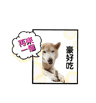 Yo！ しば犬ミちゃん（個別スタンプ：33）