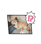 Yo！ しば犬ミちゃん（個別スタンプ：34）