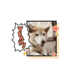 Yo！ しば犬ミちゃん（個別スタンプ：35）