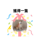 Yo！ しば犬ミちゃん（個別スタンプ：37）