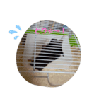 クロン♥️スタンプ（個別スタンプ：6）