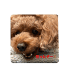 こあくんの一言（個別スタンプ：21）