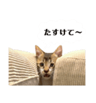 がんちゃんもみちゃんスタンプ（個別スタンプ：9）